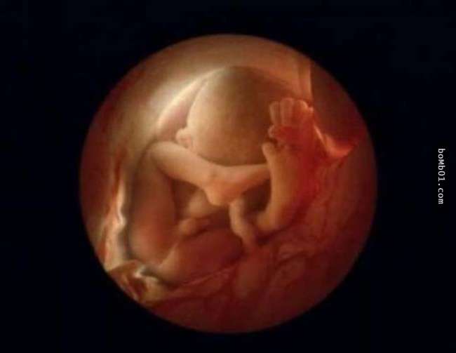 攝影師耗費超過10年終於拍攝到「胎兒在子宮內的成長變化」，當他們可以聽到聲音時的反應太神奇了…