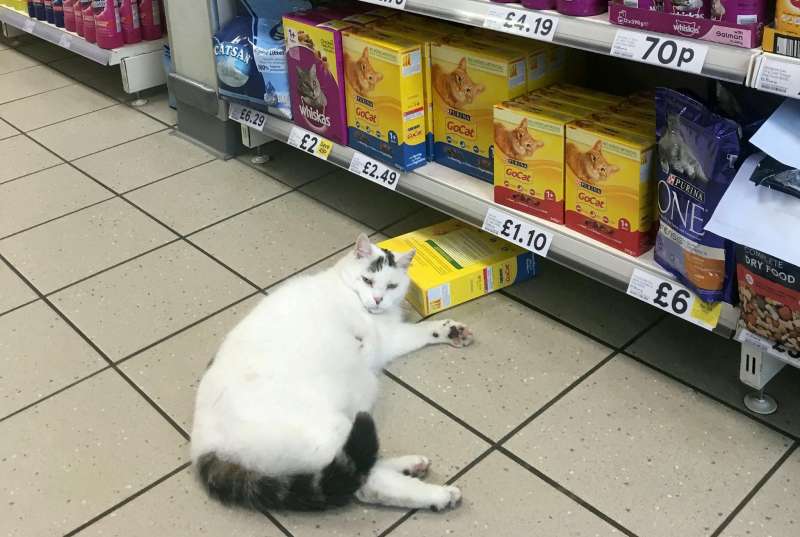 肥喵進超市「偷貓糧」就睡了　醒來臉很臭：什麼時候伺候朕用膳？