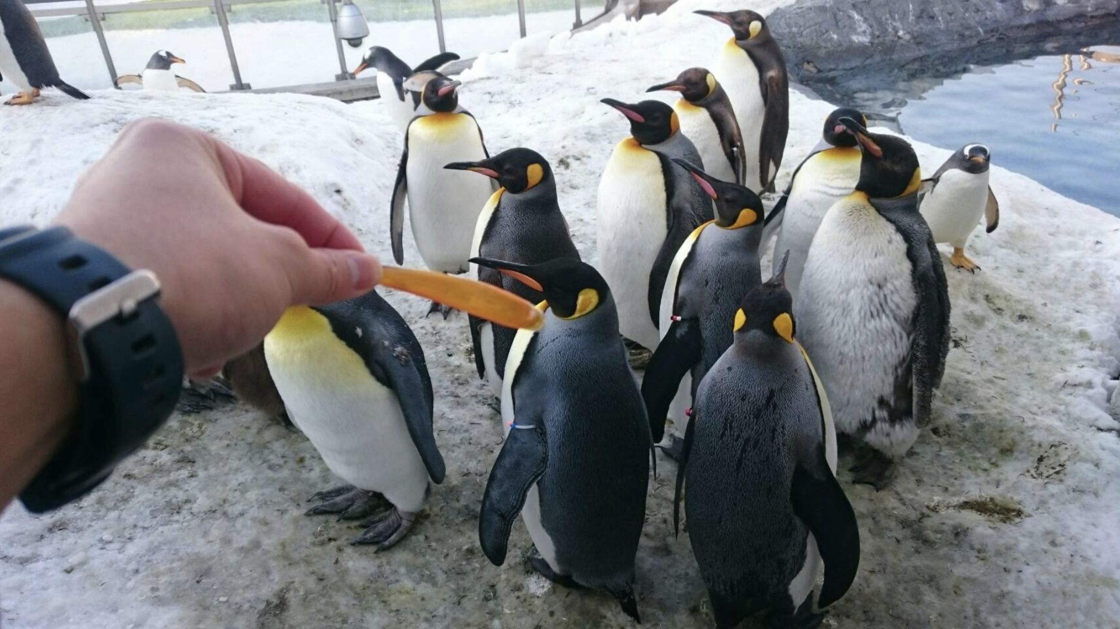 驚人事實！國王企鵝每年「嘴都會掉下來」　動物園：搜集滿滿一盒