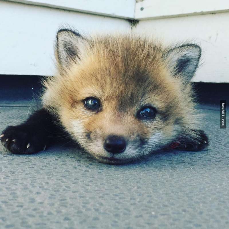 這隻小狐狸在4個月大「就被送去毛皮工廠當原料」，就在牠要承受皮肉裂開之苦時…