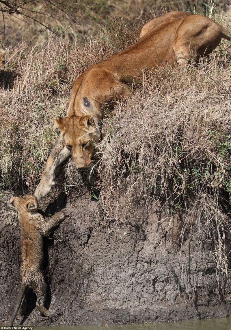 小獅子過河「陷泥堆」緊張往上跳　母獅忙伸手：寶貝抓住我！
