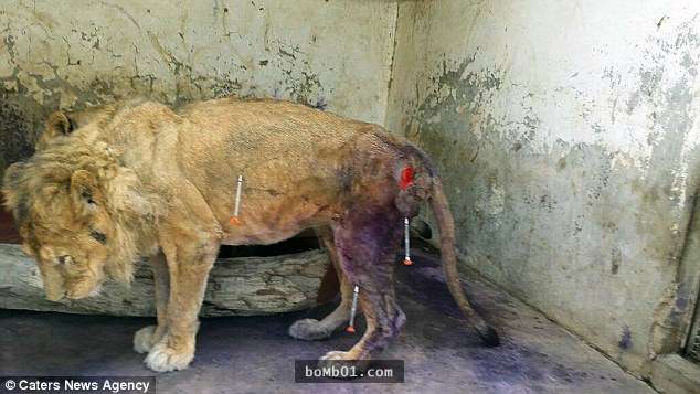 這隻獅子被園方棄養在牢籠裡後只能等著餓死，連志工趕到現場餵食時都無法直視牠的慘況…