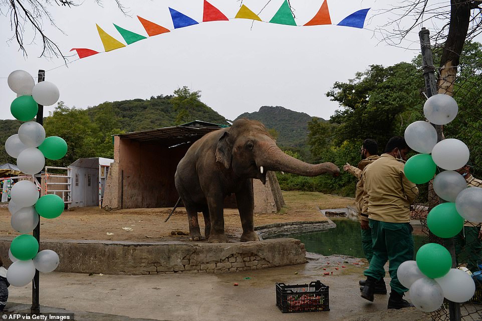 有朋友了！　世界「最孤獨大象」被囚35年終於解放　飛抵保護區3母象陪伴：再也不孤單♡