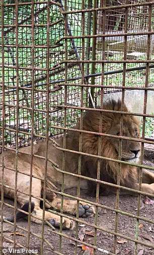 「救救我…」　母獅因失明被關在窄小鐵籠　工作人員：牠是個錯誤
