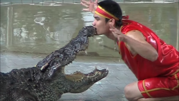 男子把手伸到鱷魚嘴裡　「突然插進喉嚨」把觀眾都嚇傻了
