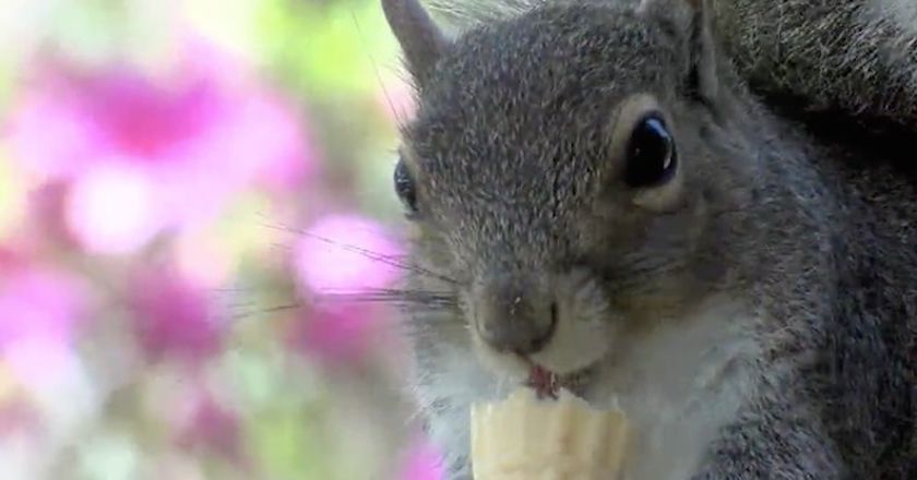 這隻就是沒有吃到冰淇淋會不開心的松鼠，現在店長為了討好牠「每天都必須特製冰淇淋」招待！