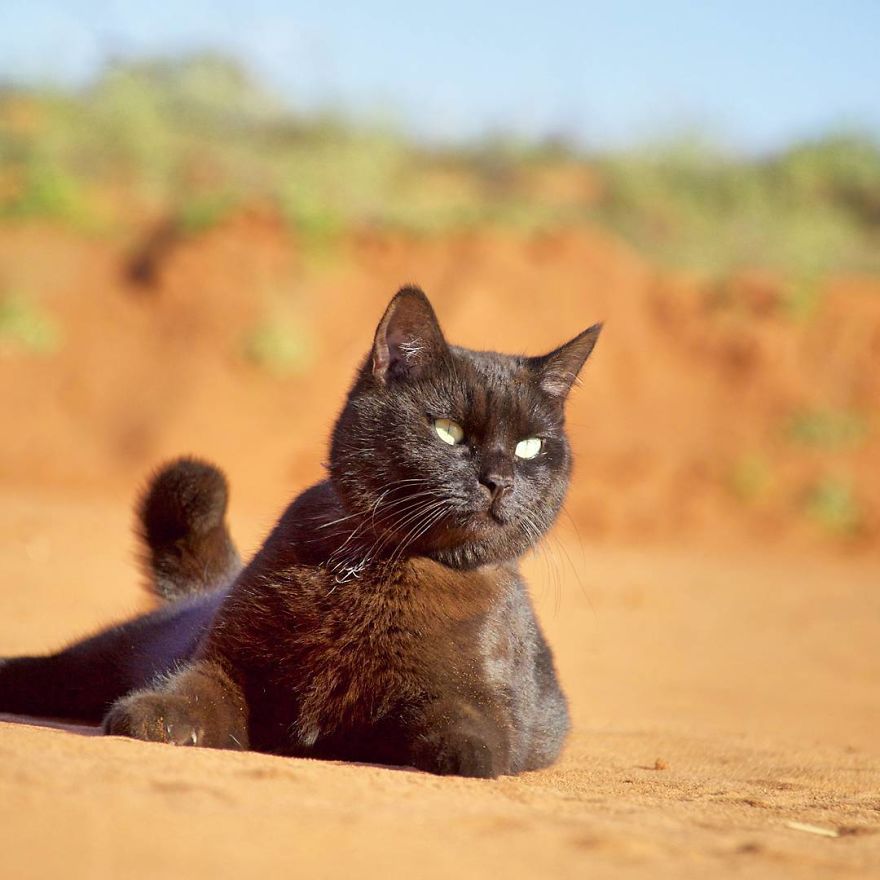 澳洲男「賣家產、辭工作」帶貓咪走　一人一貓展開旅遊人生：最幸福的決定