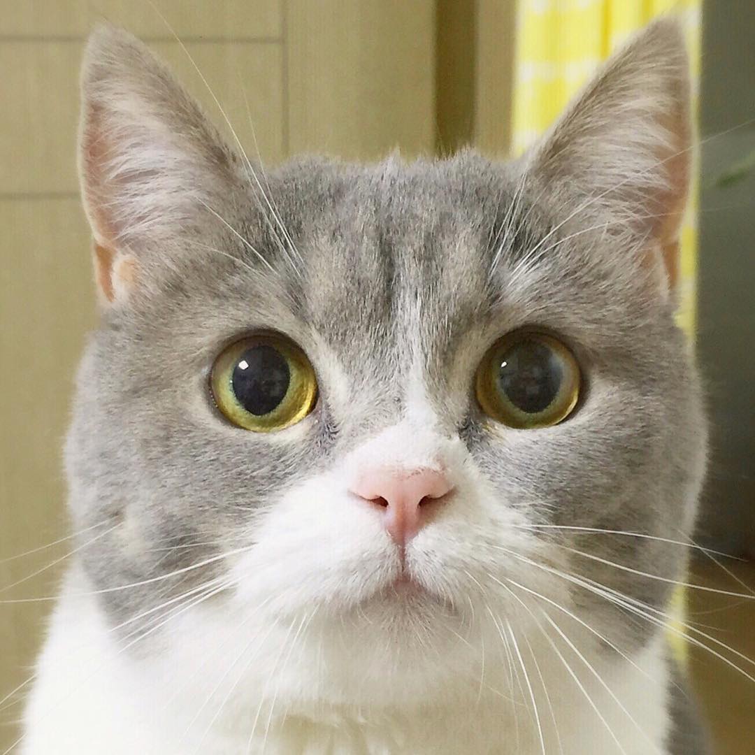 牠就是「360度零死角」的激萌貓咪，不管怎麼拍都好看的臉根本是天生網美！