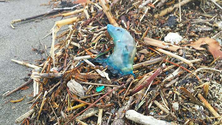 海邊漂亮的「透明藍色塑膠瓶」千萬別碰　真面目是令人發毛的「致命毒物」