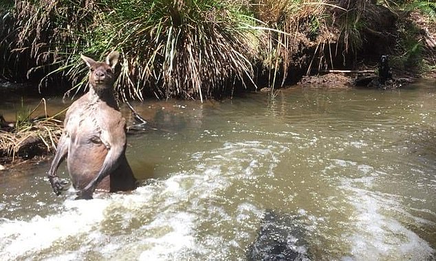 牽狗散步偶遇「袋鼠界巨石強森」　200公分水中沐浴…男驚恐：朝我走過來了
