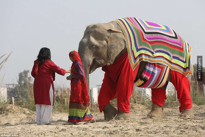這些人替大象穿上衣服「不是為了美觀」，衣服背後的用心讓大家不讚不行啊！