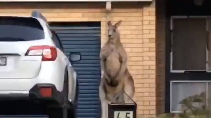 裝什麼門神啦！車庫口見「動也不動的袋鼠」　網友：這就是澳洲日常…