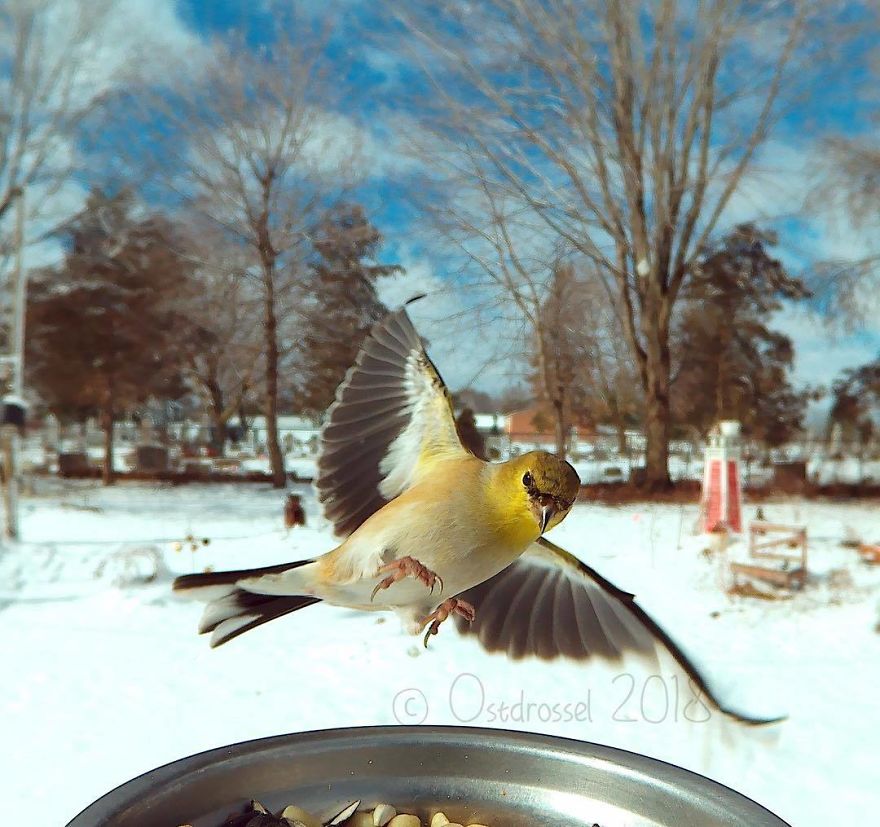 攝影機拍下「鳥兒不顧形象大啖」的樣子　網友都被逗笑：吃貨表情
