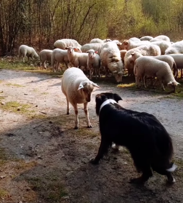 牧羊犬遭遇「職涯最大挑戰」　「趕不動的羊」上前挑釁：啊我就不合群啊！