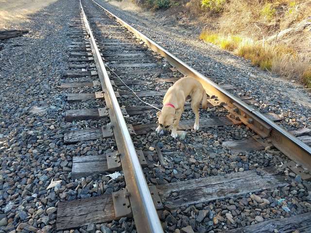 狗狗被前主人故意綁在鐵軌上　他趕在火車來之前展開緊急救援
