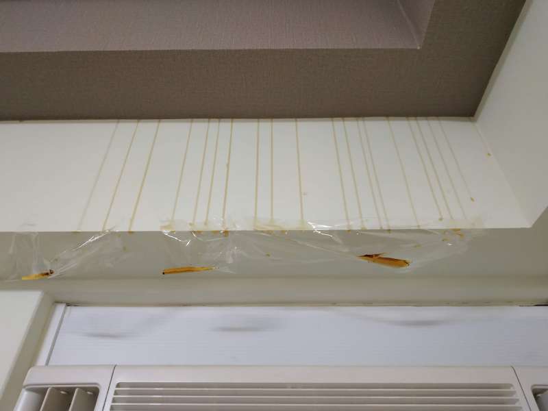 住家牆壁驚見「黃黏液」流好流滿　好奇一沾是蜂蜜：之前聽到嗡嗡叫…