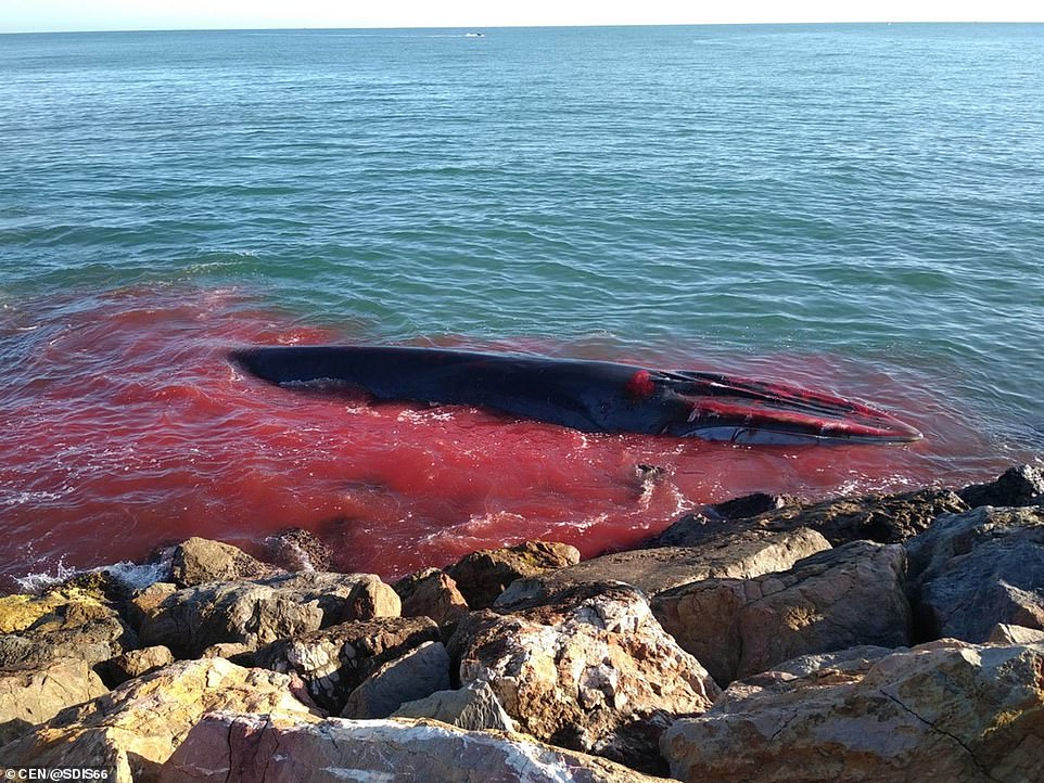 鯨魚流著血闖進淺水區求人類幫助　救援人員一趕到卻只能說：對不起…