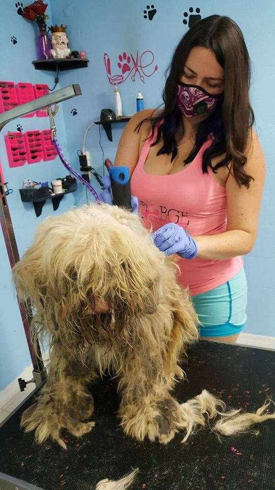 寵物美容院拾獲髒亂成一團的「流浪毛球」　美容師徹夜開工「把牠變回小美女了」
