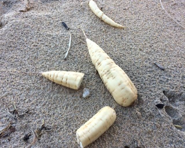 沙灘「白蘿蔔」其實是劇毒　專家警告：碰一點就掰了