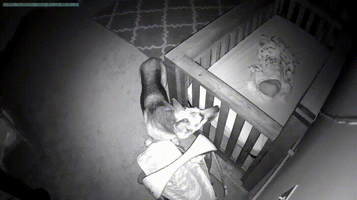 暖汪半夜「巡視嬰兒房」確認小主人有睡好　網感動：沒把牠送走是對的