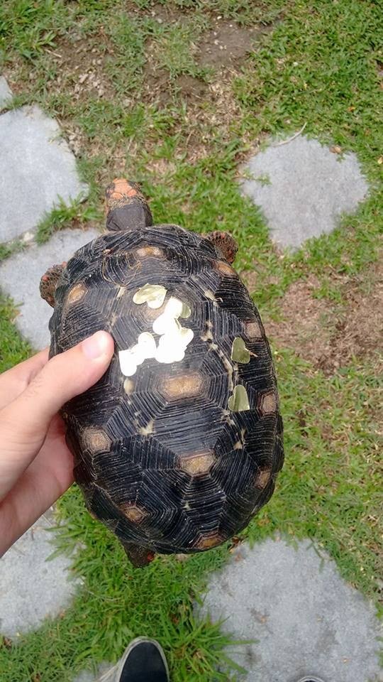 他養的陸龜離奇失蹤3個禮拜，回家後竟在龜殼上發現「牠偷跑去參加派對」的可愛證據！