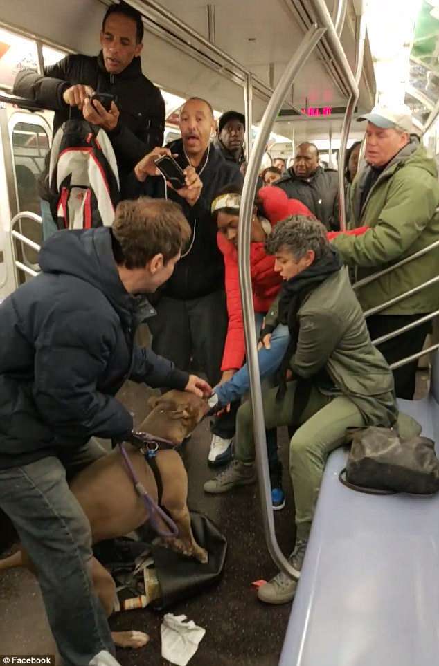 比特犬突然在車廂裡咬住女子不鬆口　乘客都被眼前驚悚的畫面嚇傻