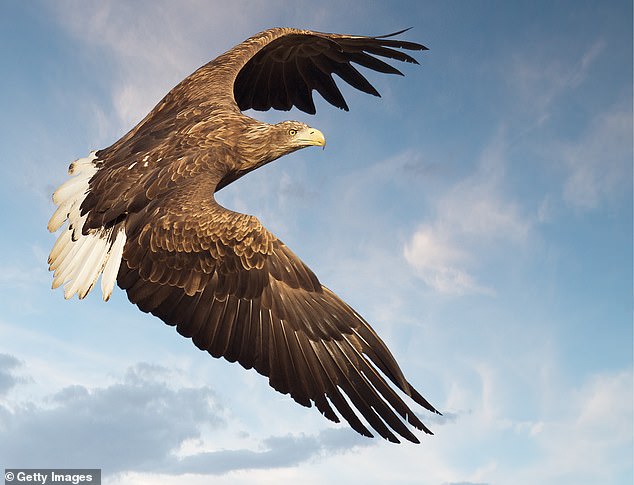 大好消息！英國最巨大猛禽復育成功　「消失240年」終於重返天空