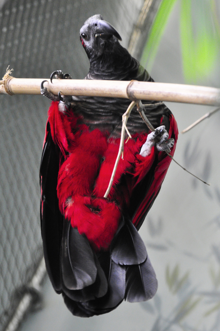 鳥中貴族！極罕見「純黑紅色鸚鵡」羽色超獨特　「墨水黑披風」展現滿滿霸氣