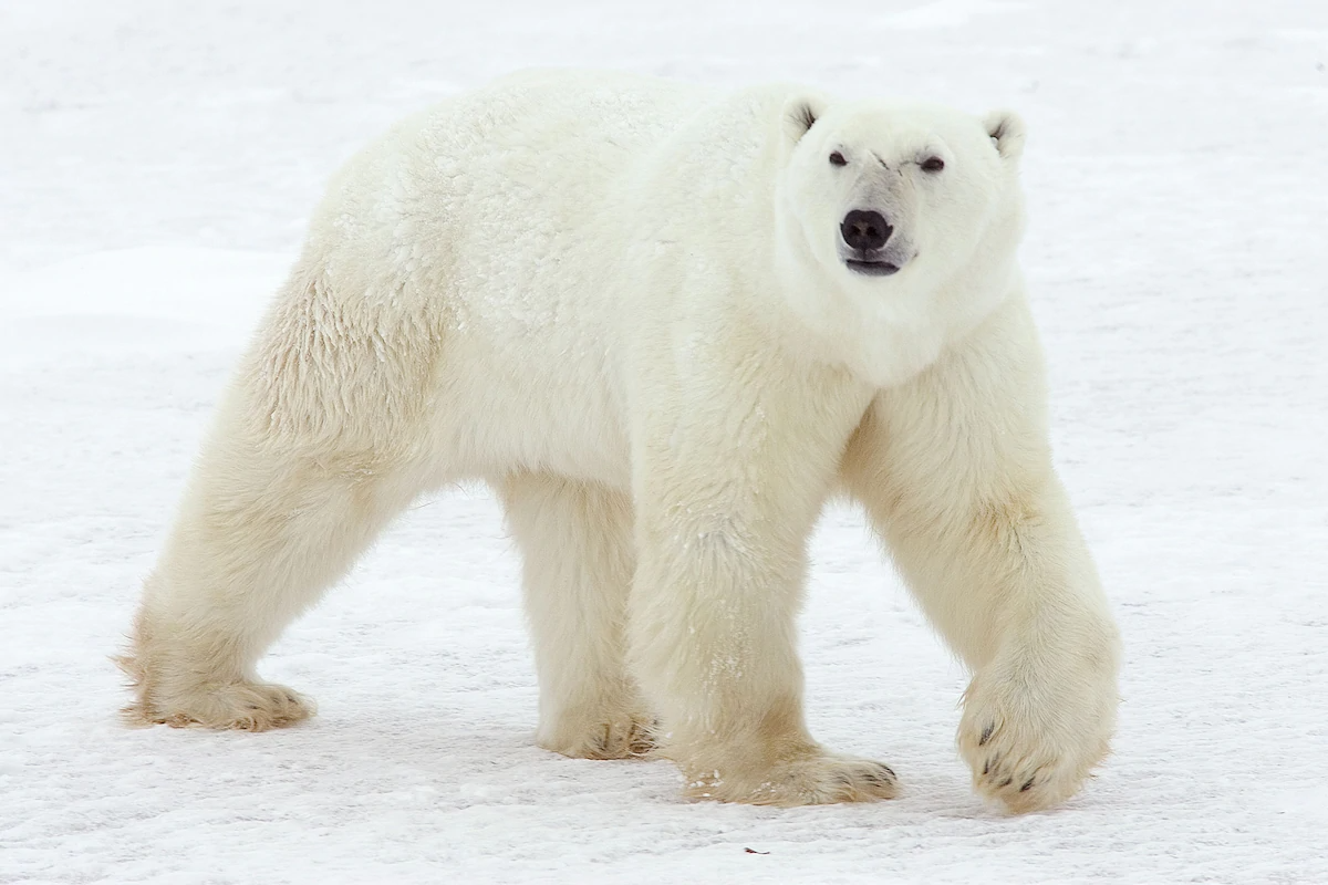 熊生艱難！北極熊快滅絕「找不到伴」　交配灰熊生出新物種：灰北極熊