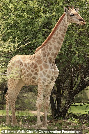 全球最迷你！罕見「短頸鹿」出沒非洲草原　科學家：身高只有長頸鹿一半