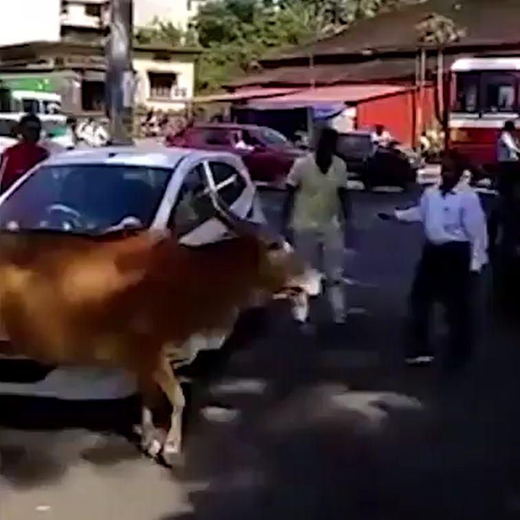 現在就想回家抱一抱老媽⋯　小牛被壓在車底下　牛媽媽大聲求救惹哭網友