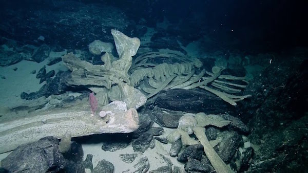 留給大海的最後溫柔…鯨魚死後「鯨落」沈沒海底，腐屍成為「海中綠洲」供海底生物存活100年！