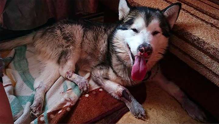 雪橇犬慘遭遺棄在-32°C的雪地　全身嚴重凍傷　發現人類來救援還露出微笑