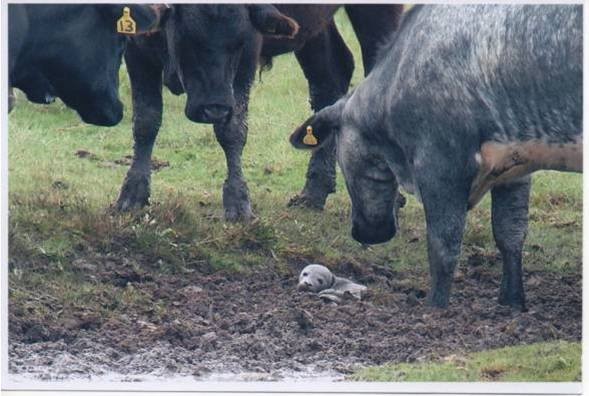 泥地裡露出一顆「白色的頭」　30隻野牛無措圍住：現在腫摸辦？
