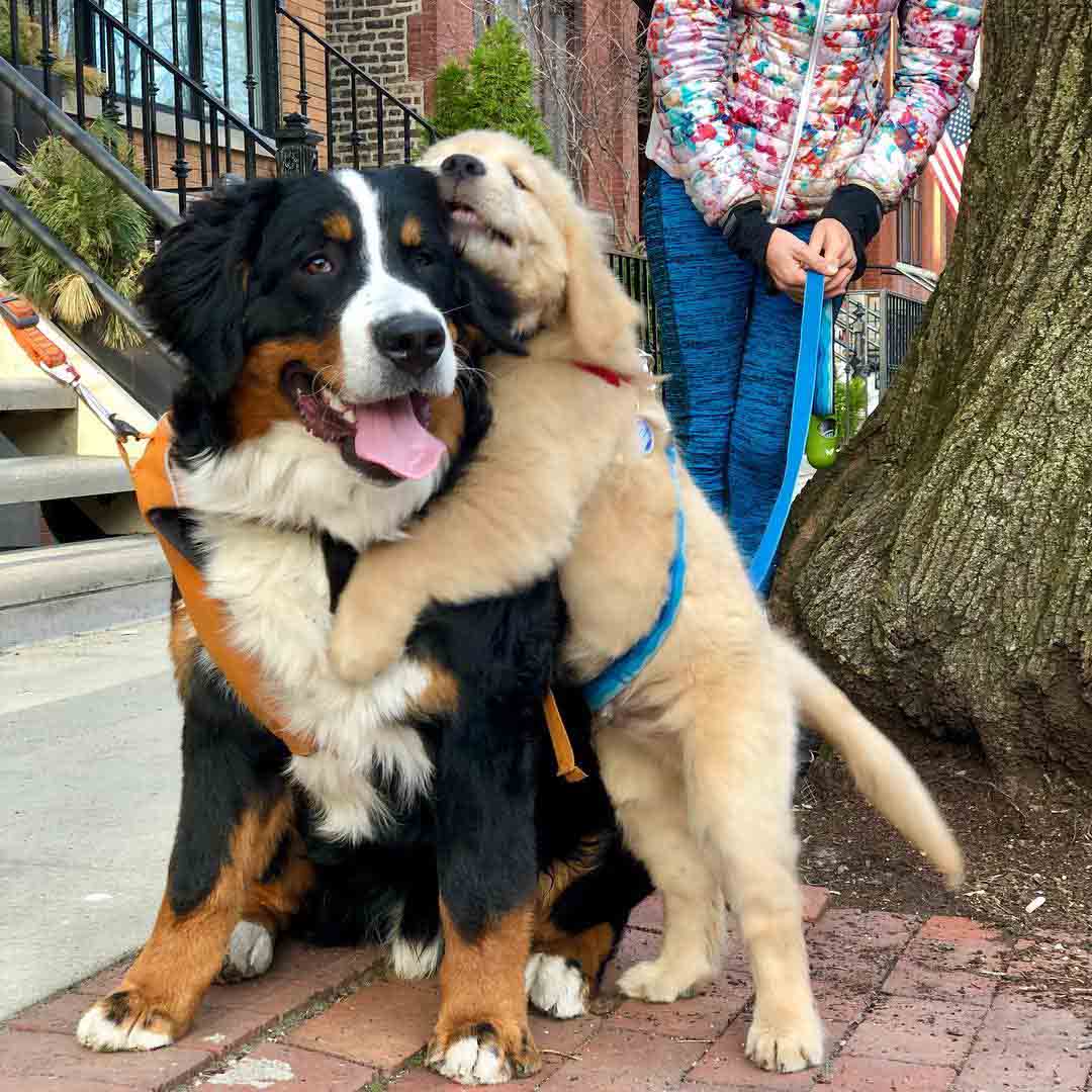 抱一個～　22張「汪星人擁抱照」超溫馨　治癒畫面證明：狗狗是世界上最溫暖的動物！