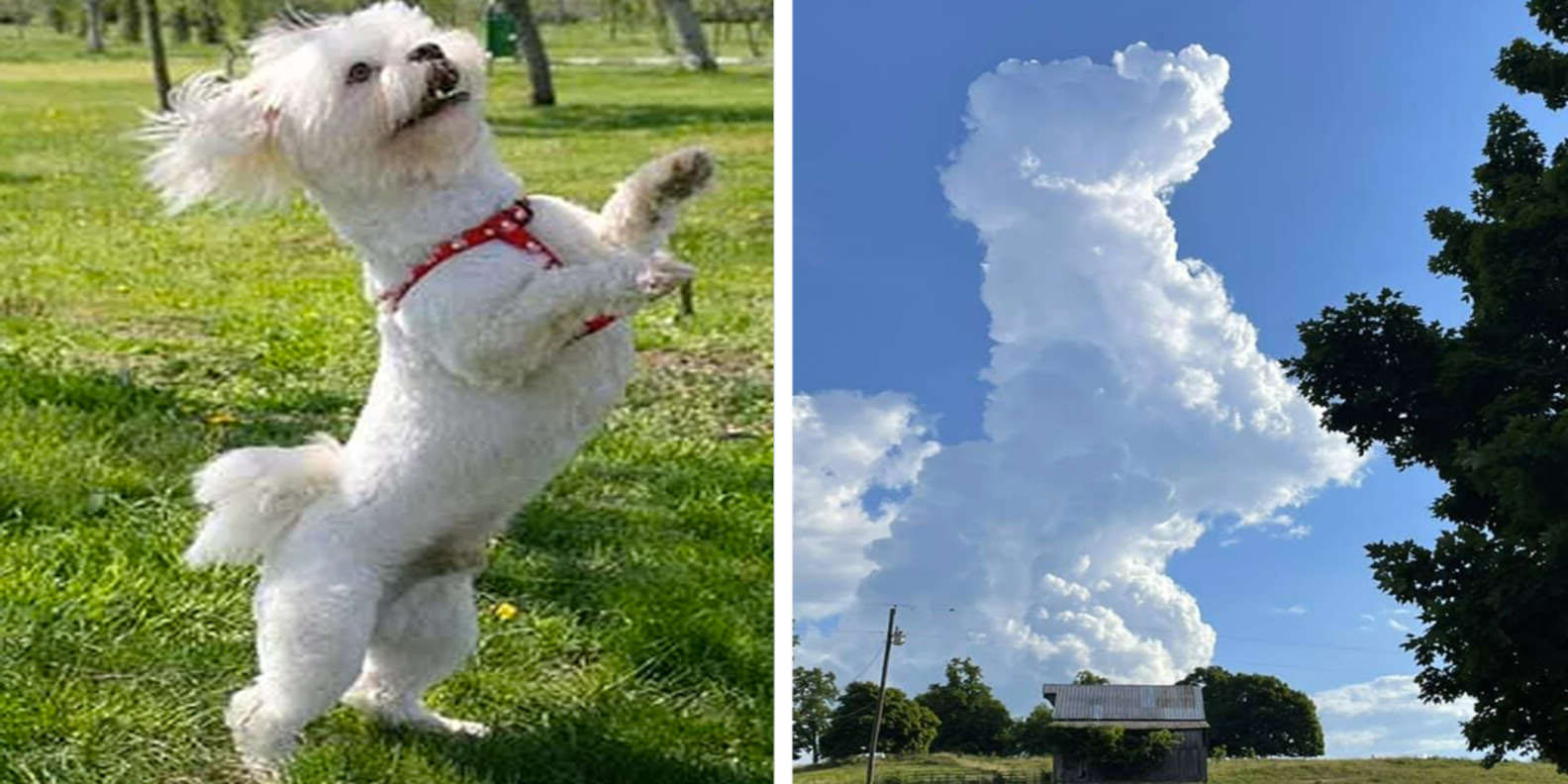 雲養狗！仰望天空恰好目睹「狗狗形狀雲朵」　捕捉瞬間「跳躍畫面」好快樂