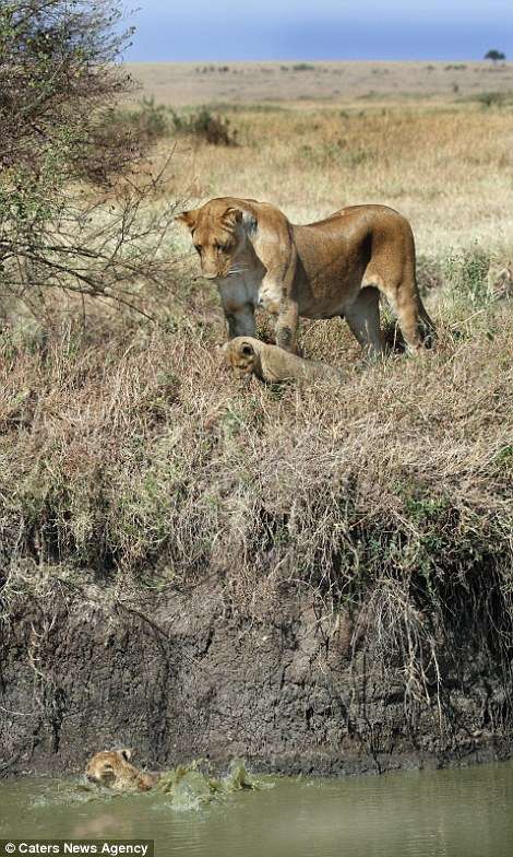 小獅子過河「陷泥堆」緊張往上跳　母獅忙伸手：寶貝抓住我！