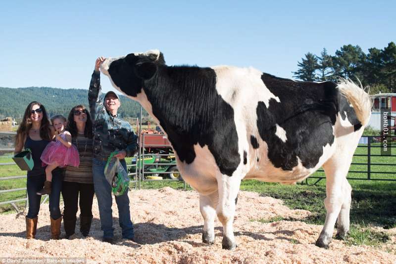 這隻「世界最巨乳牛」足足有1000公斤重，光是牠每天的便便就可以「直接拉出一個你」啊！