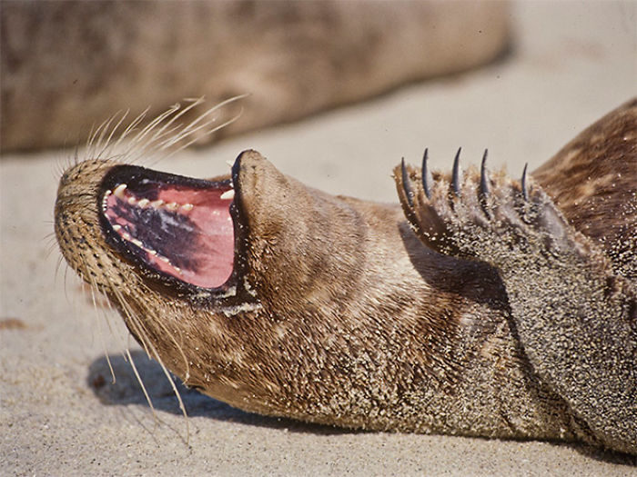 海豹也會笑到黑姑！　25隻不小心「被點中笑穴」的海豹：正面也太憨啦❤