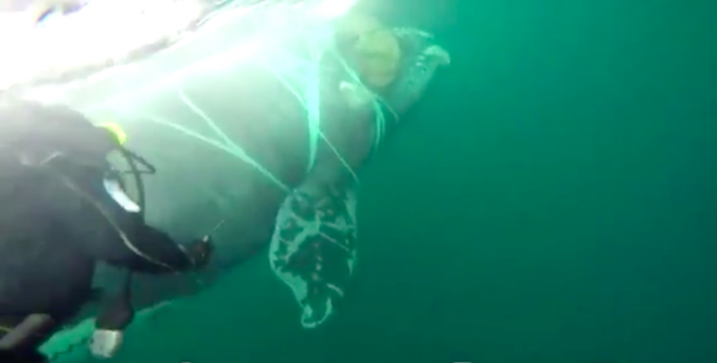 鯨魚被漁網纏住害怕掙扎　潛水員「水下搏鬥1小時」終還牠自由