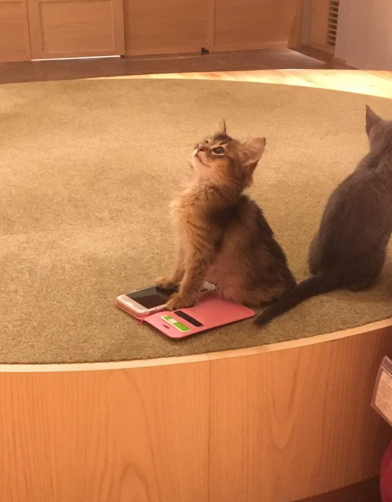 貓奴冬天不回訊是有原因的　鏟屎官曬「手機被借走照」：不敢拿回來…