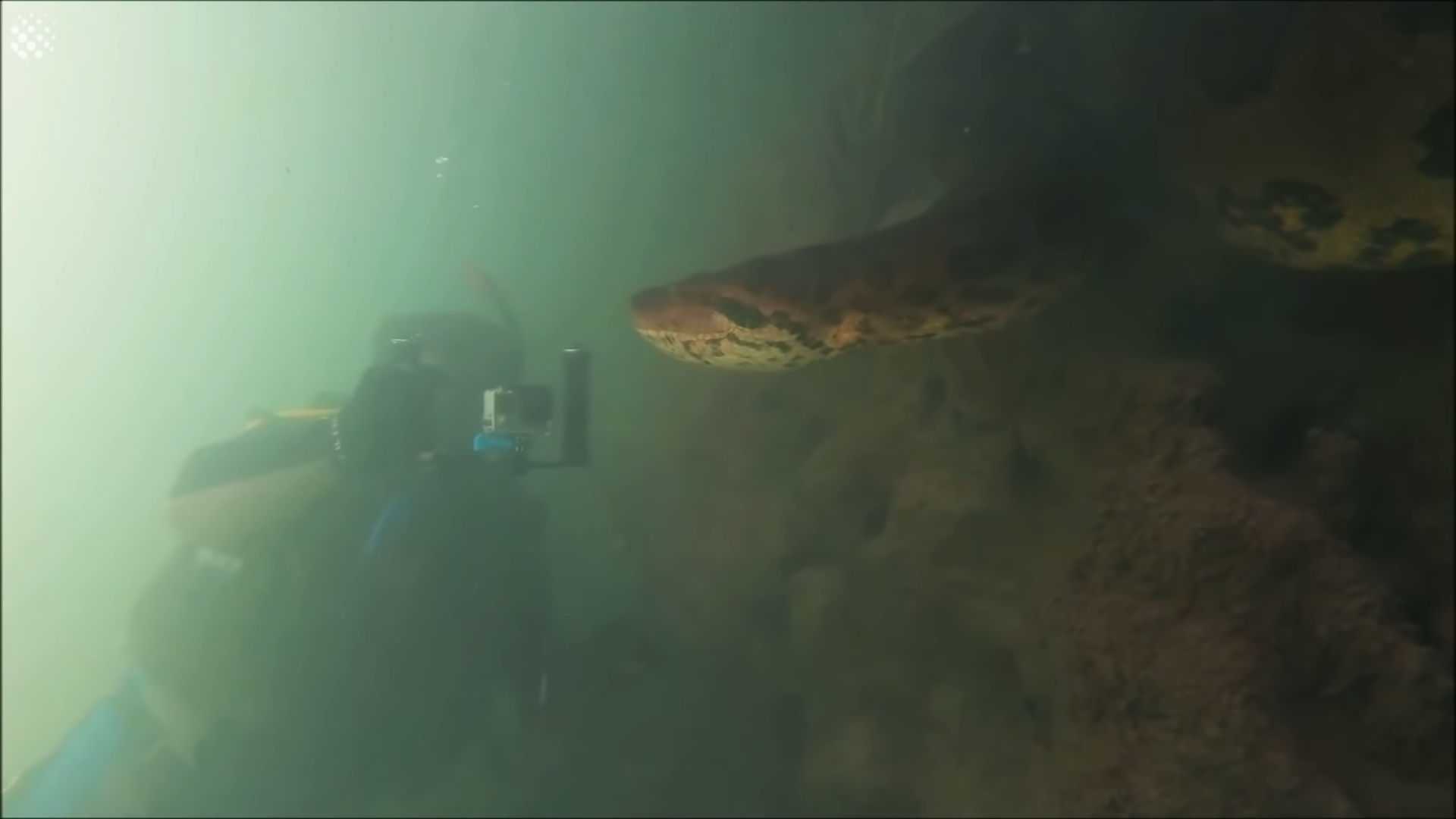 水下拍到「7米長罕見巨獸」　潛水員超興奮：牠還跟我面對面！