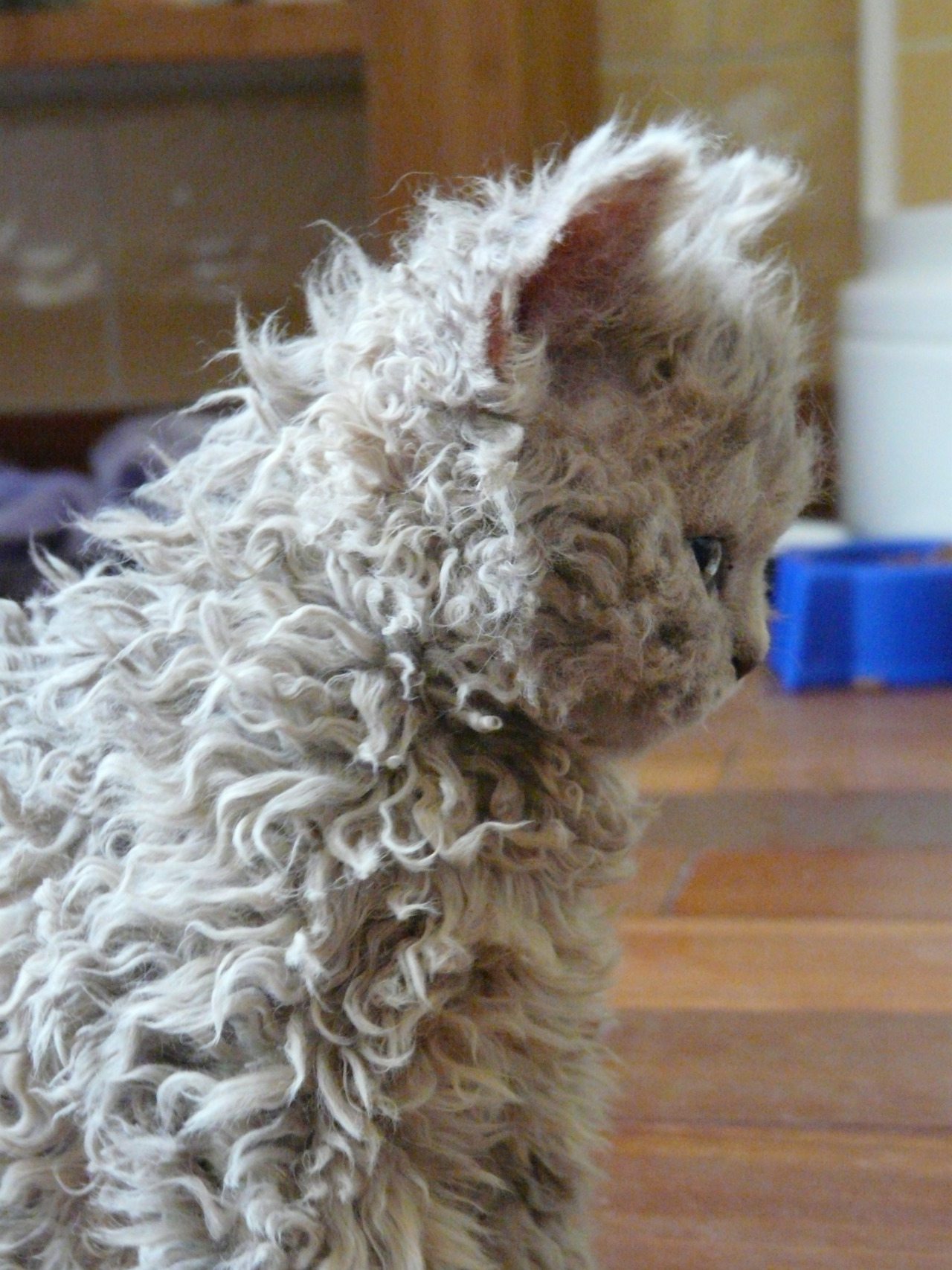 24隻「常被誤會是絨毛玩具」的羊毛貓　柔軟的捲毛一摸就停不下來