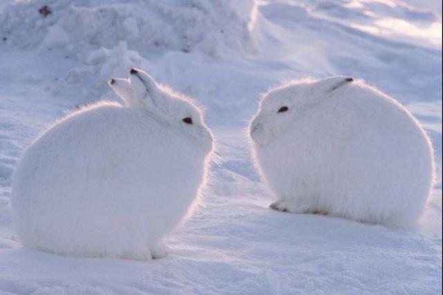 脖子失蹤？圓呼呼「北極兔」神似雪球　一站起來「逆天長腿」超驚人