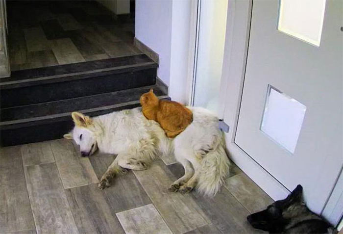 連趴姿都與眾不同！小貓獲救「被狗帶大」　行為狗裡狗氣：以為自己是「橘色牧羊犬」