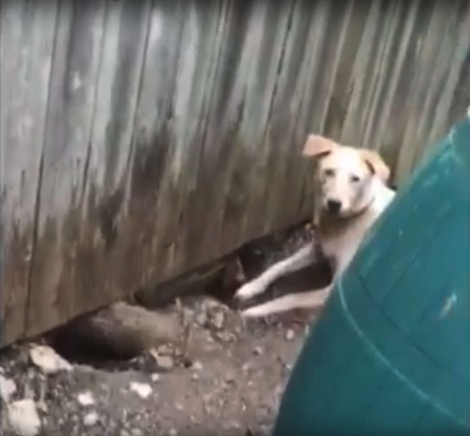 想見你♥　狗狗為見好友「差點挖倒圍牆」　主人暖心「開小門」讓牠們隨時見面
