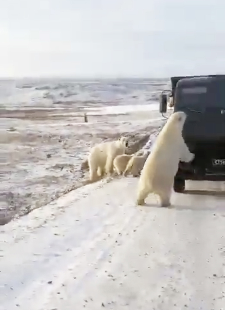 北極熊媽帶小熊「集體劫車」　攔垃圾車「找廚餘吃」駕駛嚇傻　網鼻酸：牠們一定很餓！