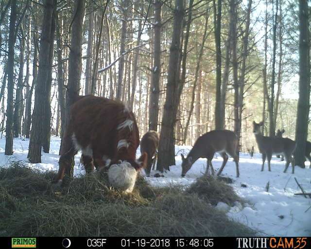 4個月大的小牛逃進森林裡　隱藏攝影機拍到「牠被一群鹿領養了」