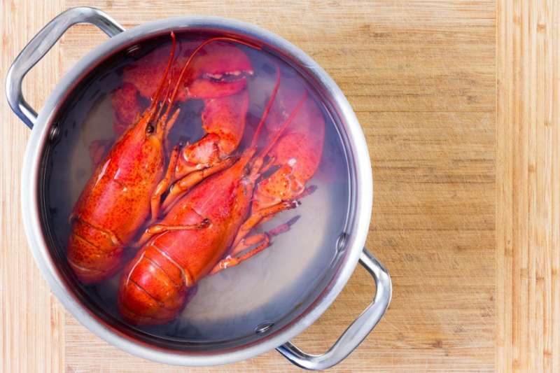 研究證實龍蝦和螃蟹「敲不昏且超怕痛」　丟進沸水時「都是被活活痛死的」…