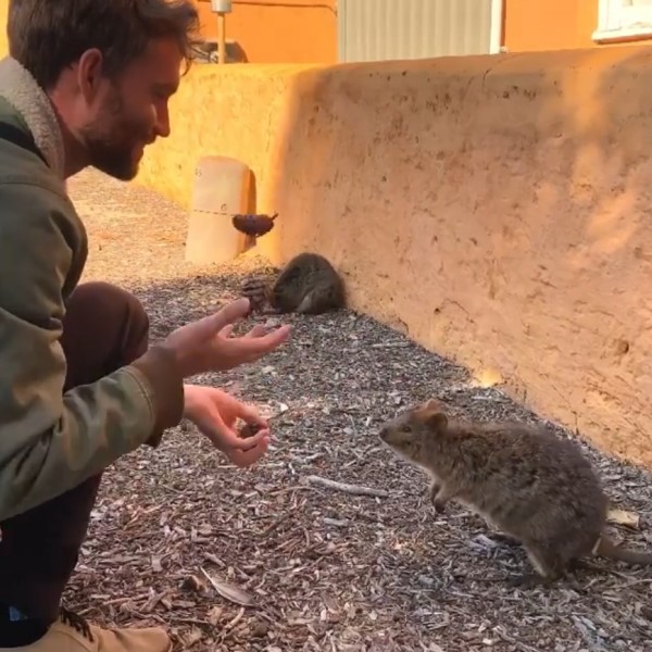 第一次看雜耍！　澳洲矮袋鼠「雙眼發光」直直盯　萌揮小短手：太精彩啦！